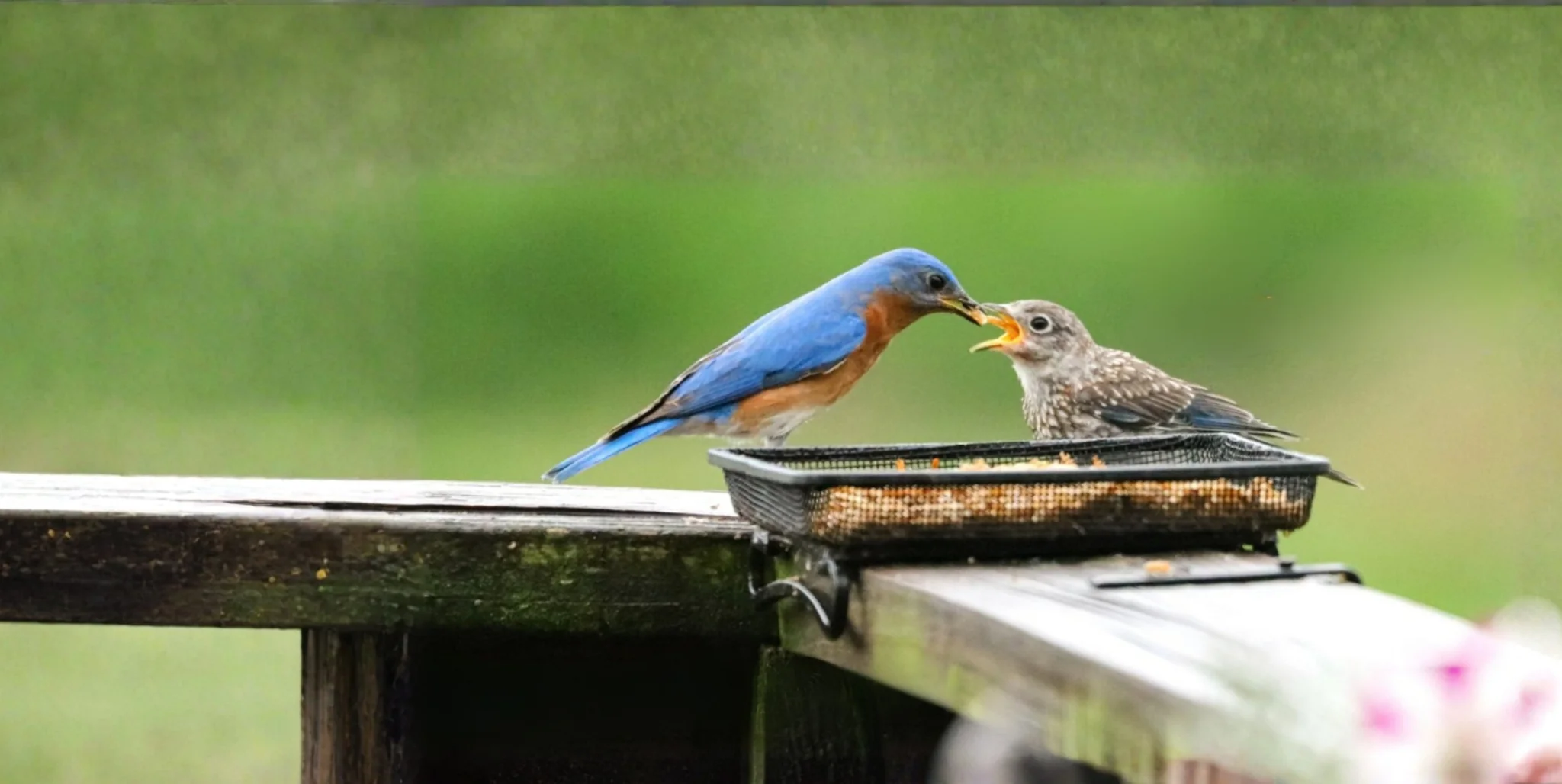 Welcome Nature to Your Backyard